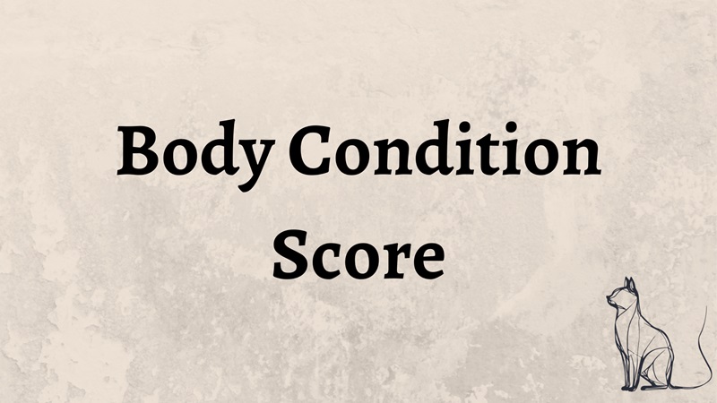 Het ideale gewicht van de kat