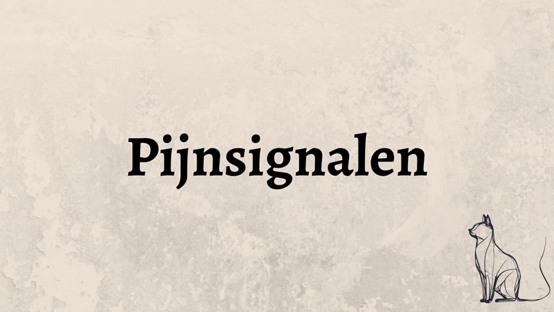 Hoe herken je pijn of ongemak bij je kat?